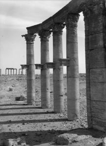 Palmyre/Tadmor, Colonnade transversale. Colonnes de la colonnade transversale