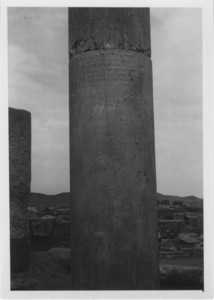Palmyre/Tadmor, Grande colonnade. Colonne inscrite