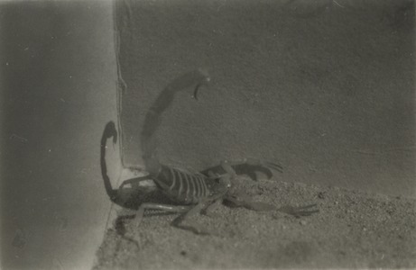 Photographie d'ambiance avec un scorpion