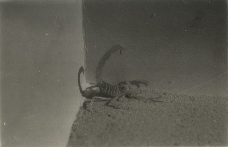 Photographie d'ambiance avec un scorpion