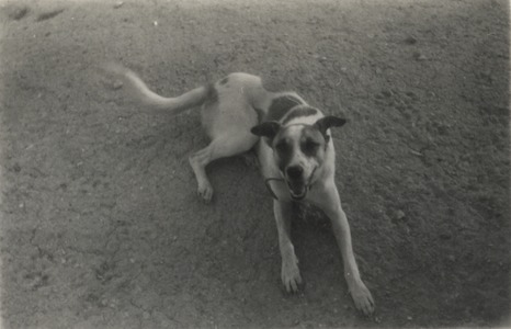 Photographie d'ambiance avec un chien
