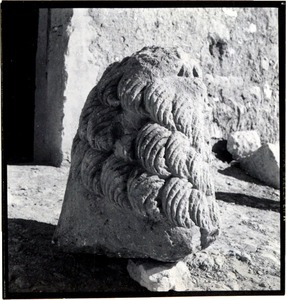 Palmyre/Tadmor, sanctuaire de Baalshamîn. Fragment d'une statue de lion