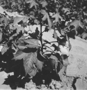 Palmyre/Tadmor, photographie d'ambiance, feuilles d'arbre